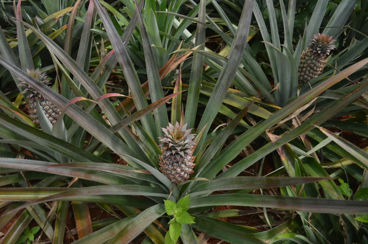 Pineapple — close-up of pineapples growing.