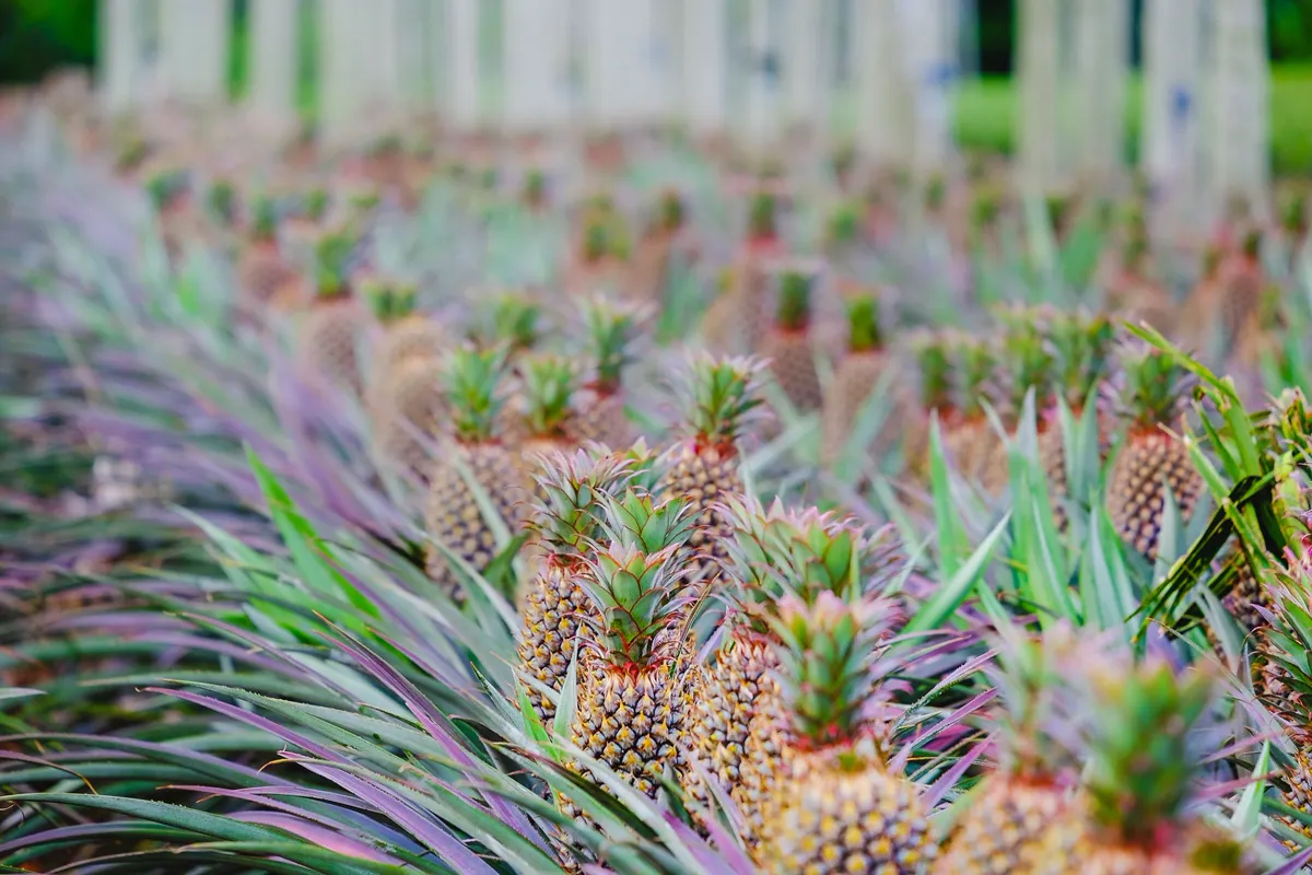 Pineapple fields ready for harvest.