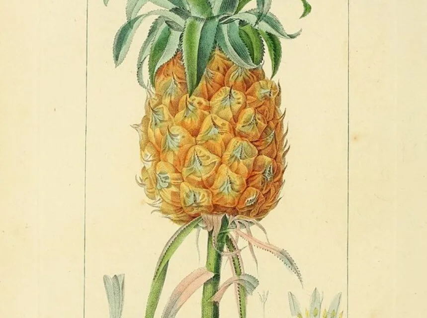 How to Grow a Pineapple from a Top (Easy & Free)