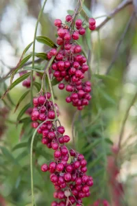 How to Grow Pink Peppercorn