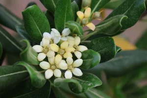 How to Grow Pittosporum