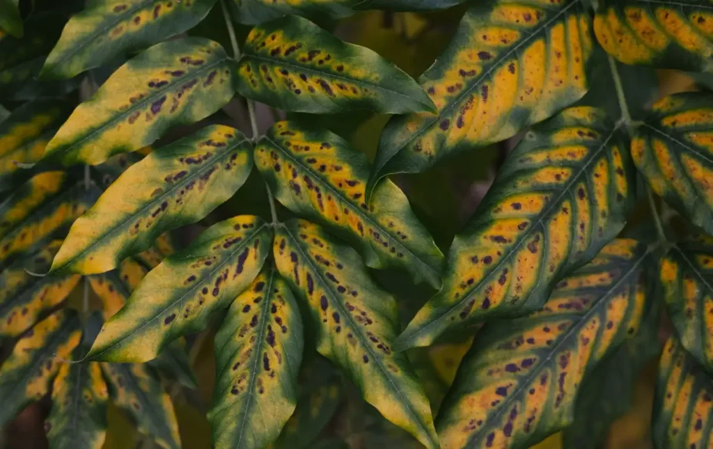 Plant Problems & Fixes — Gardening Guider