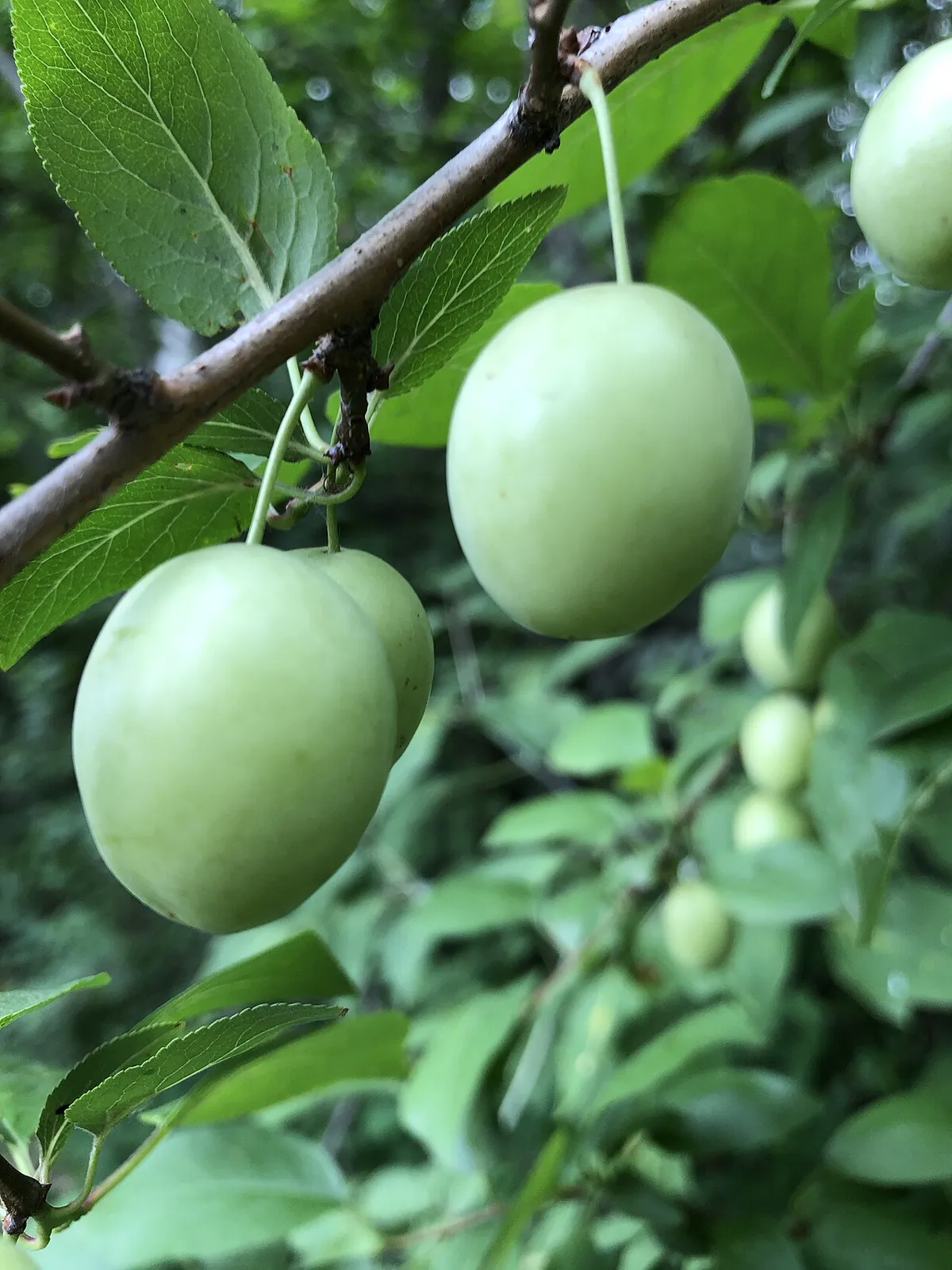 Branch weighed down with ripe purple plums