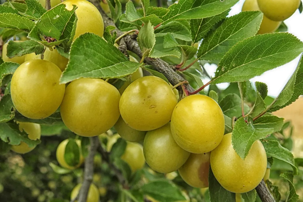 Yellow mirabelle plums ripening on the tree.
