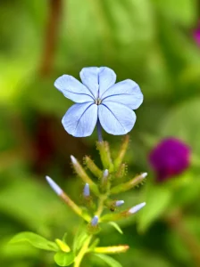 How to Grow Plumbago