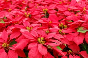 Poinsettia Care