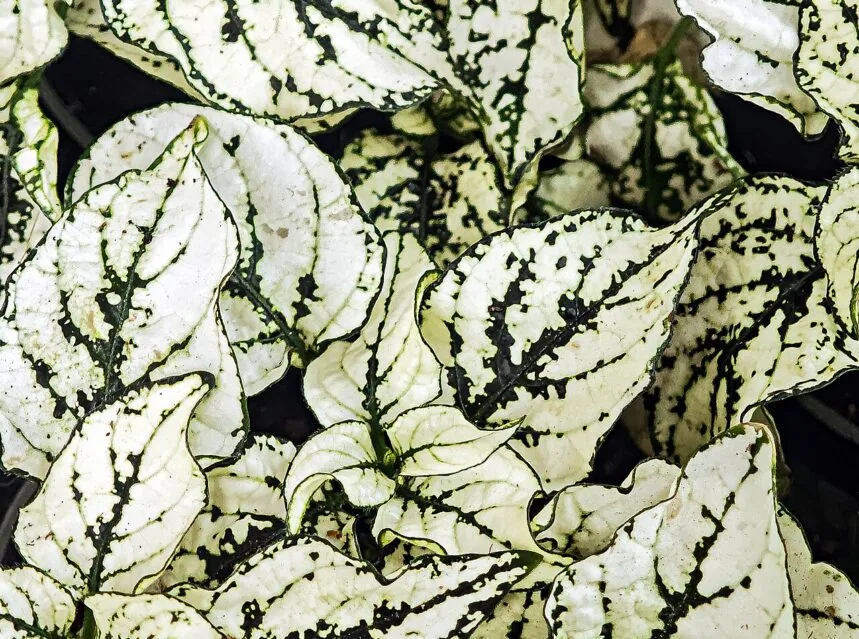 Polka dot plant