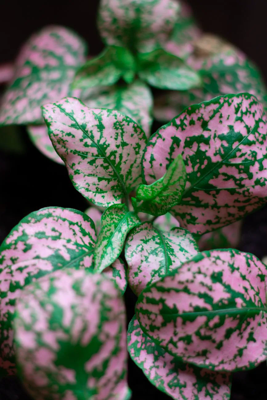 Polka Dot Plant — Detailed close-up of Hypoestes leaves.
