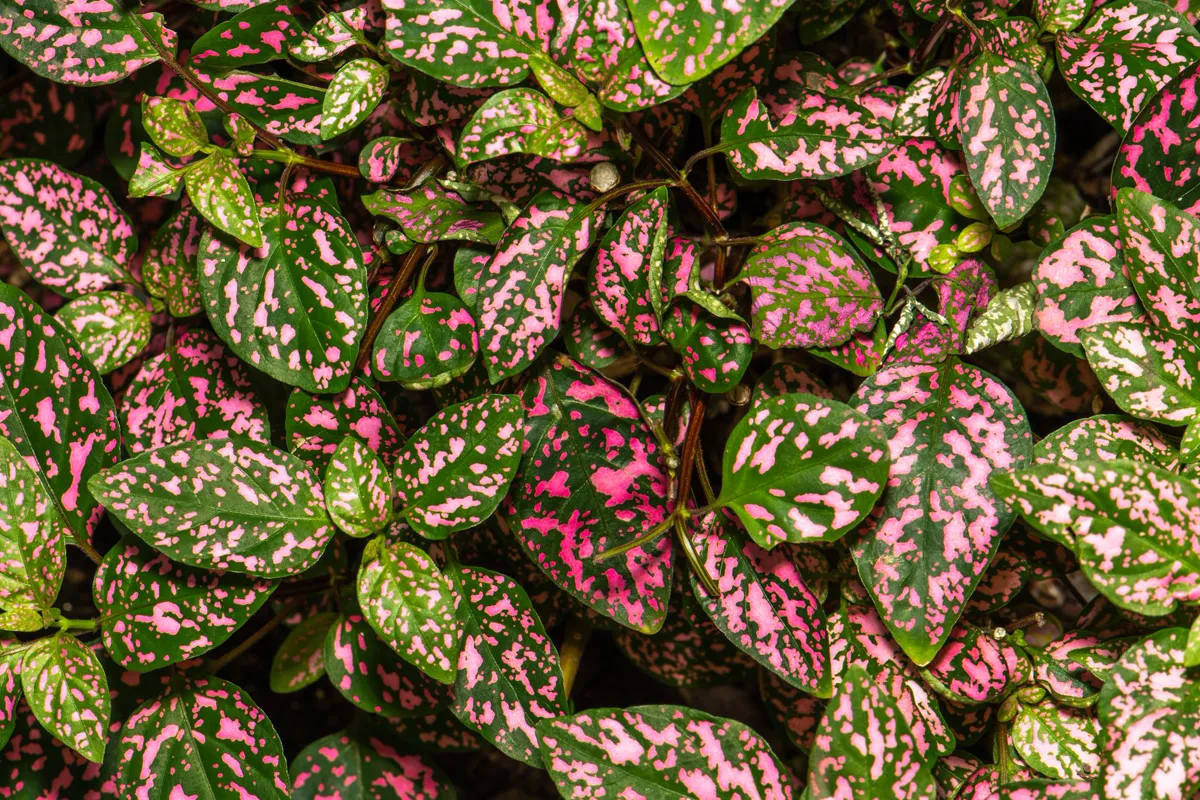 Bright two colored leaves of exotic polka dot plant growing in garden on sunny.