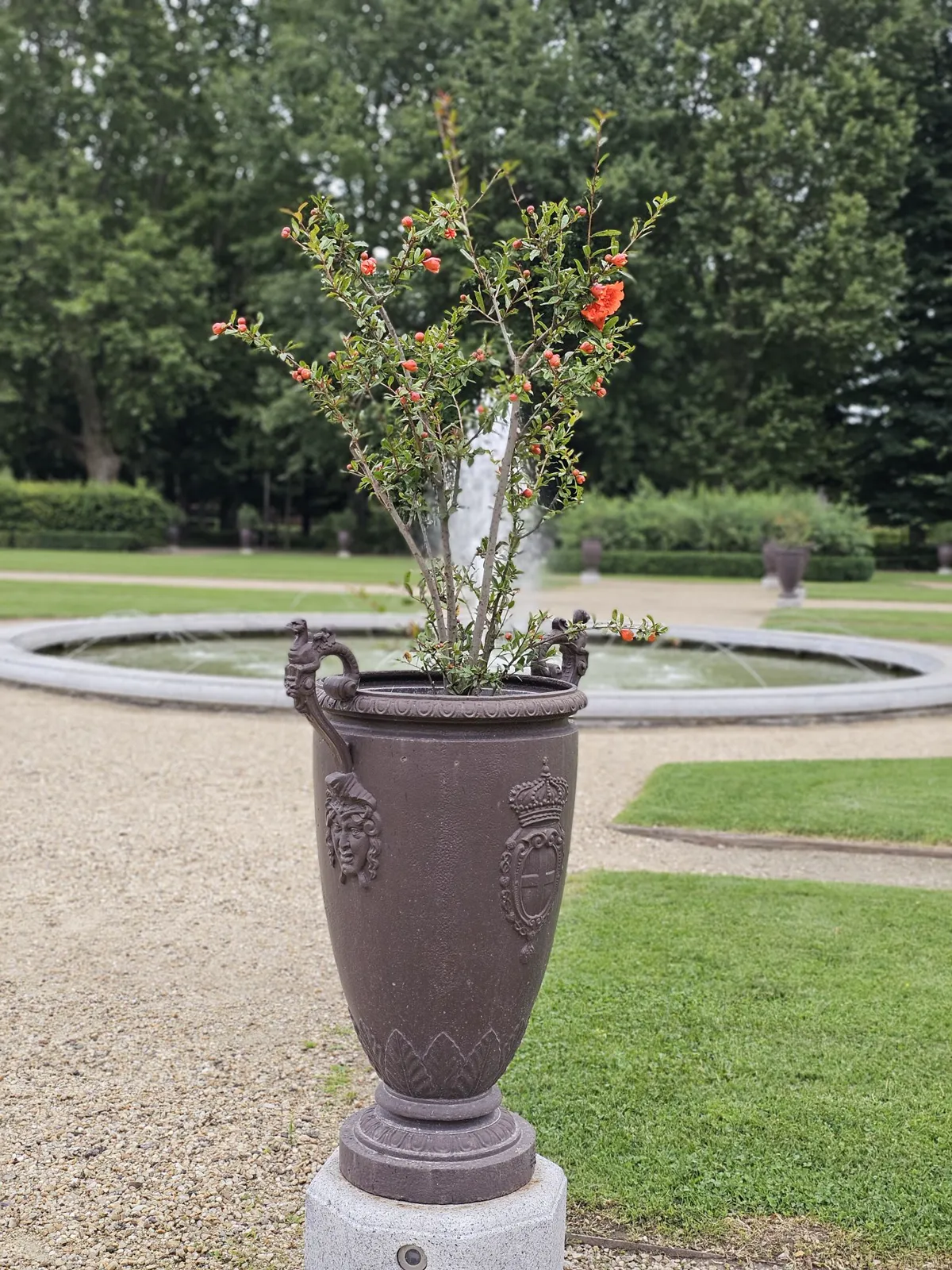 Pomegranate plant growing in a large ornate pot.