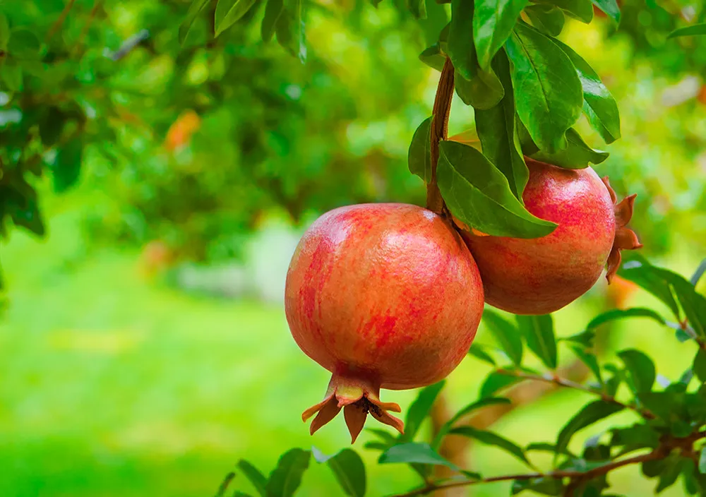 Ripe Pomegranate Fruit on Tree Branch.