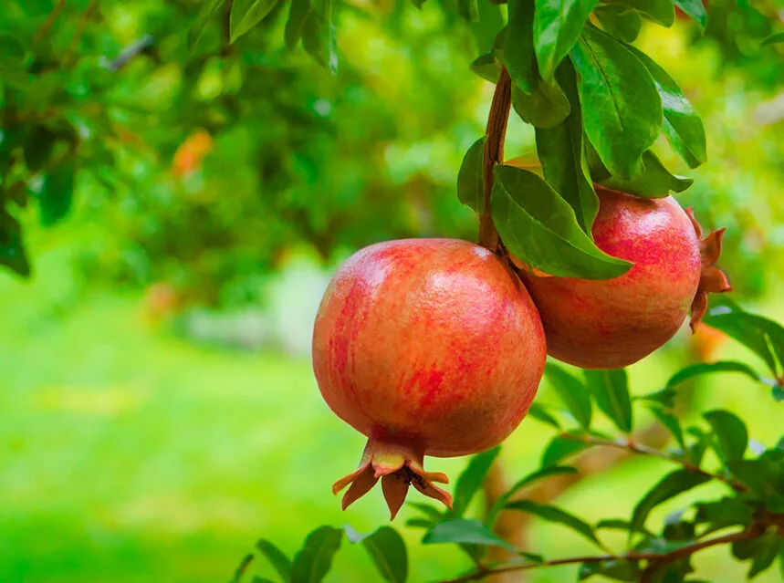 How to Grow a Pomegranate Tree (Anar) in Pots or Beds