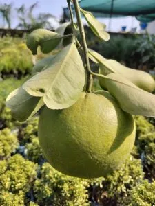How to Grow Pomelo (Chakotra)