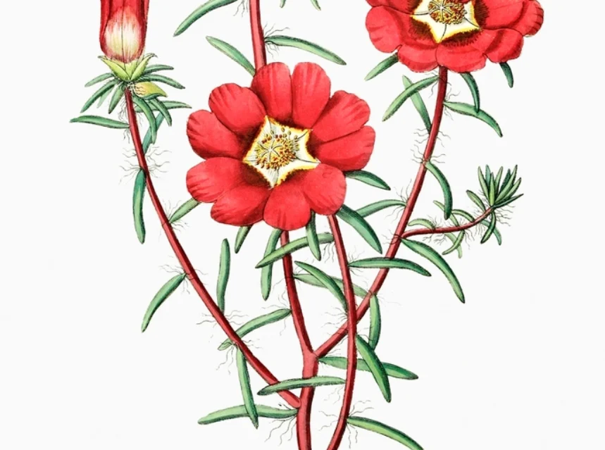 How to Grow Portulaca / Moss Rose (Drought-Proof Color)