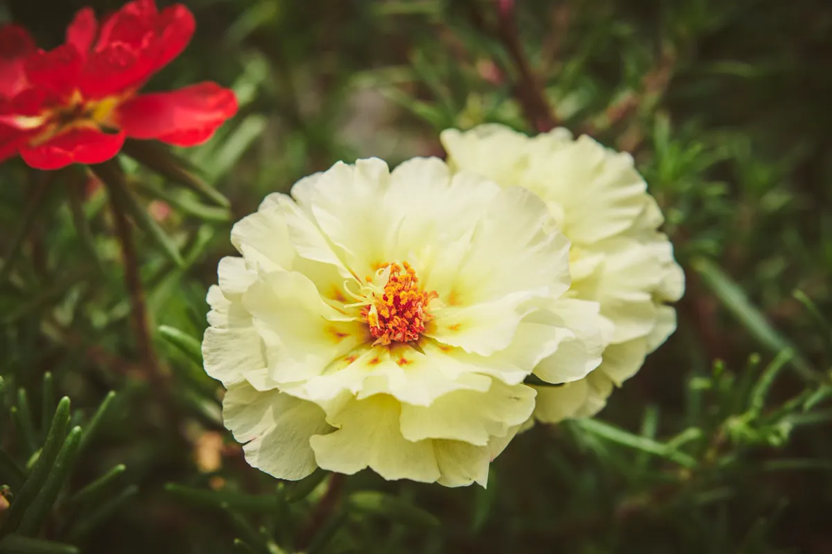Close-up of yellow Portulaca flowers blooming outdoors with a green.