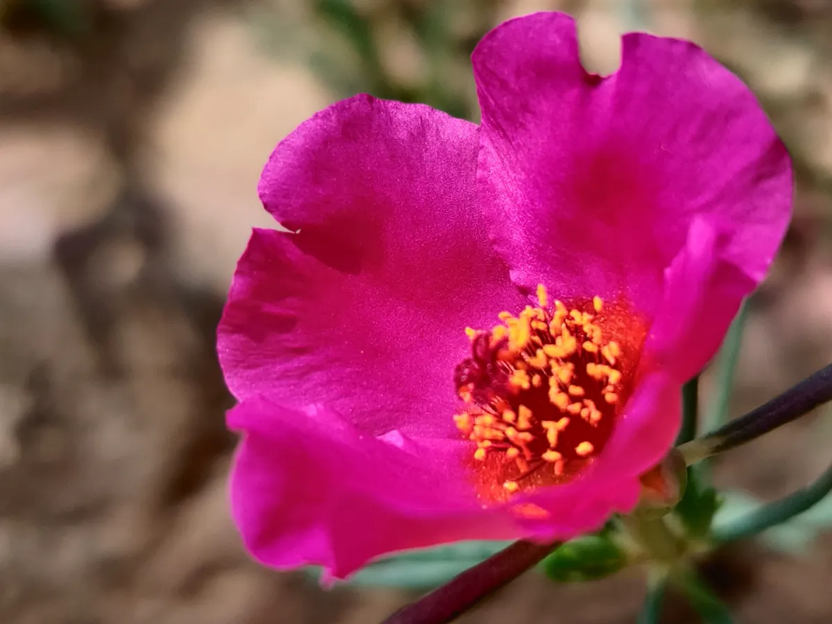 Close-up of a pink Portulaca flower in bloom.