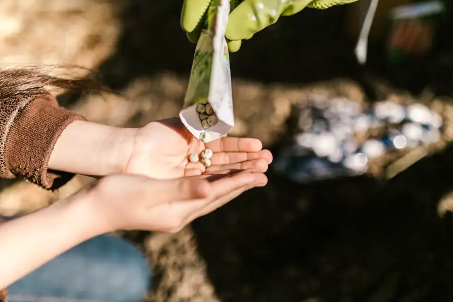 Pea seeds poured from a packet into an open palm.