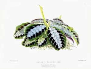 Prayer Plant Care