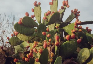 How to Grow Prickly Pear