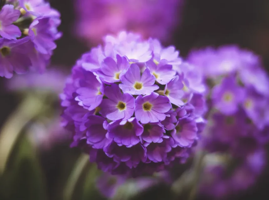 Primula