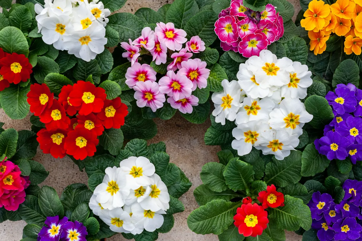 Top view of blossoming Primula vulgaris flowers with bright buds growing.