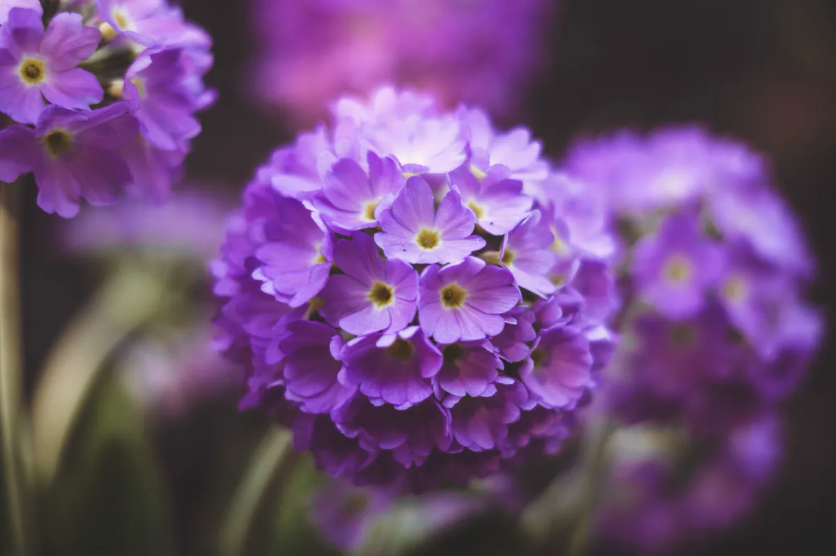 Rounded purple primula flower head with yellow eyes