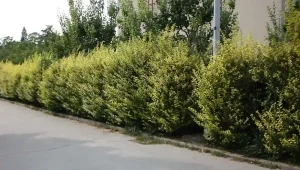 How to Grow Privet