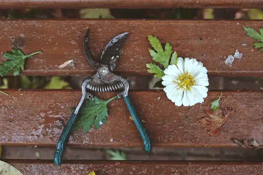 Garden pruners beside a spent white flower head.