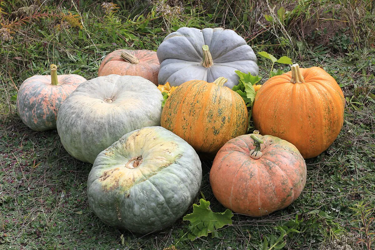 Pumpkins of different colours after harvest.