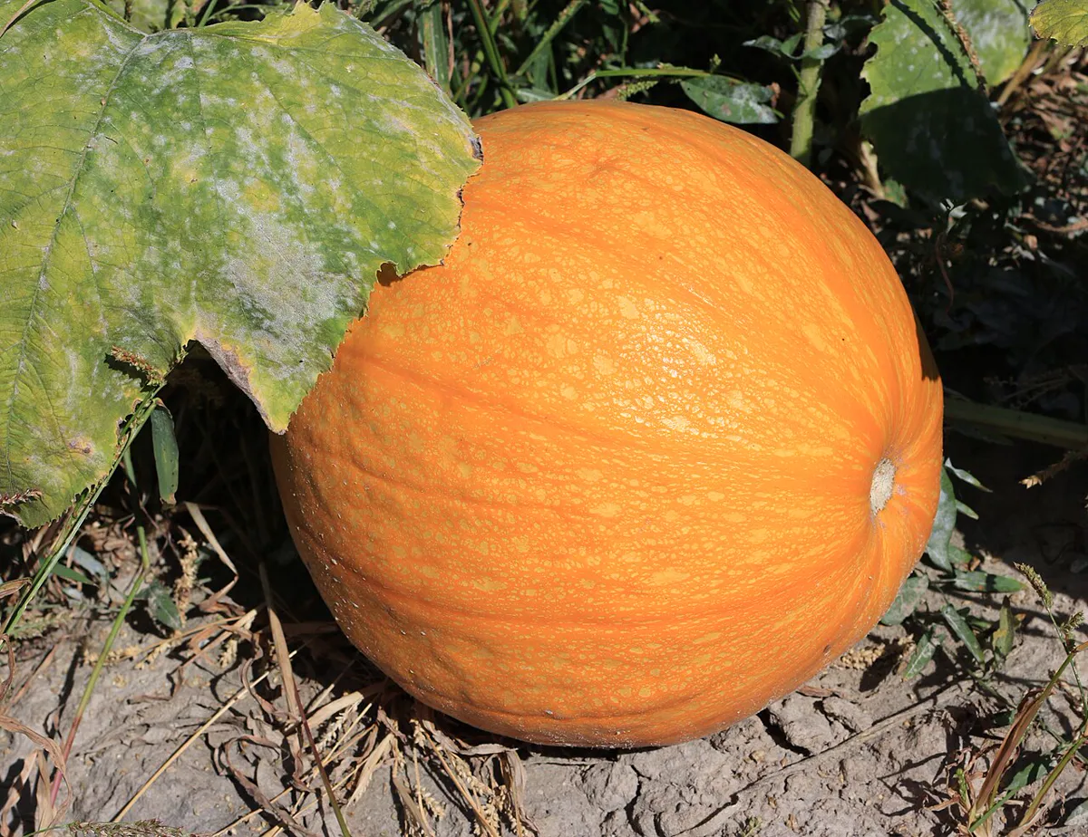 Ripe orange pumpkin growing in the field.