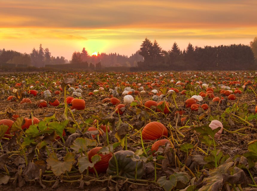 How to Grow Pumpkins (From Seed to Big Harvest)