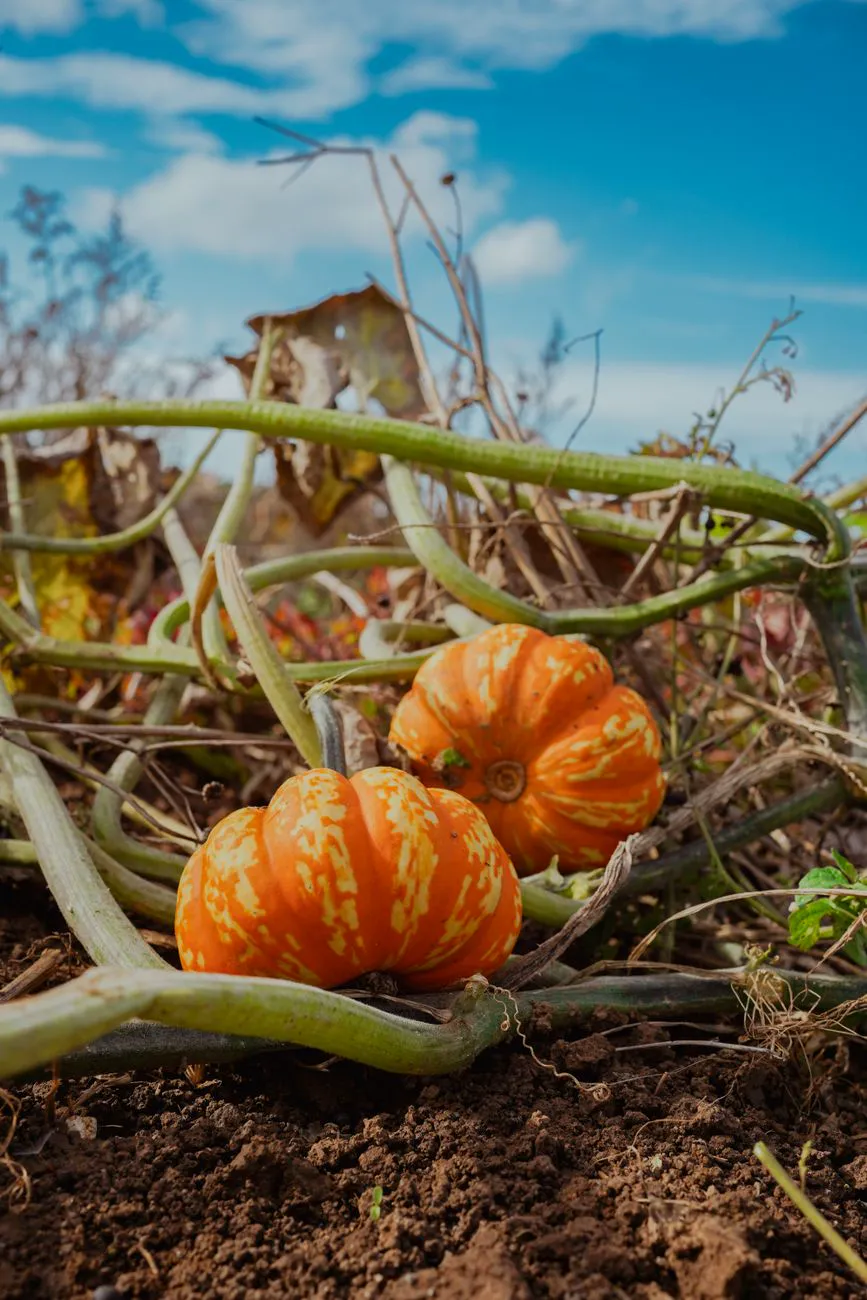 Bright orange pumpkins growing amidst vines in a rural farm setting during fall.