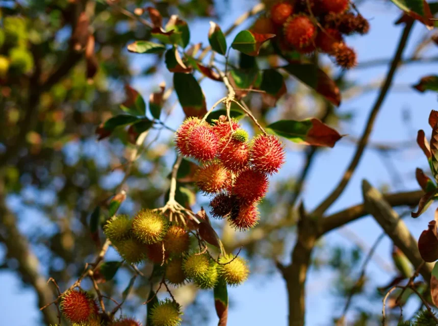 Bunches of red and green spiky rambutan fruit hanging from a tree against blue sky