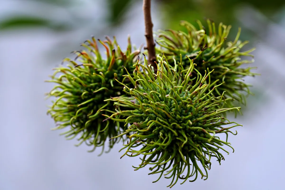 Close-up of two green rambutan fruits showing their soft curved spines