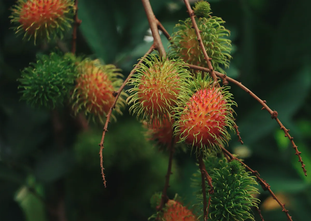 Ripening orange and green rambutan fruits clustered along a branch