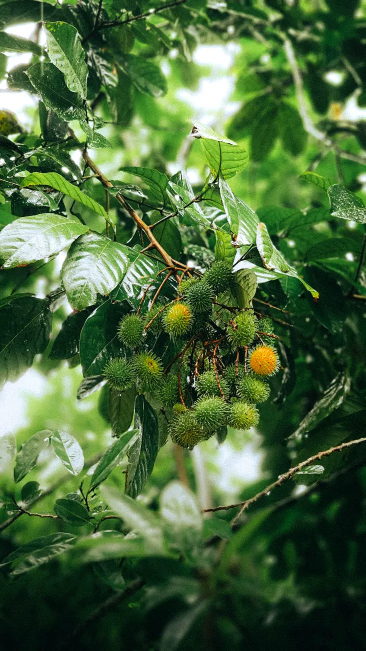 Rambutan fruit cluster hanging among green leaves on the tree