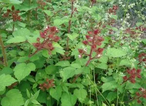 How to Grow Raspberries