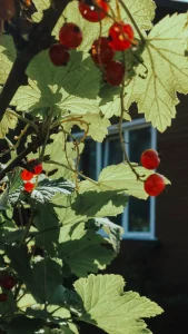 How to Grow Redcurrant