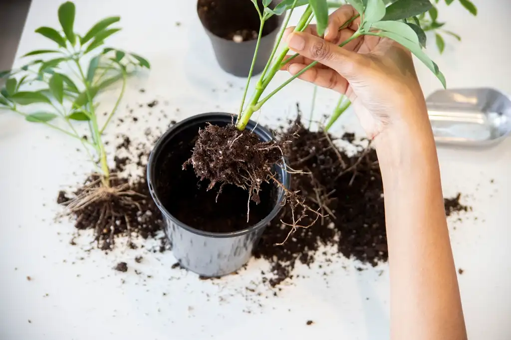 Houseplant with exposed roots being moved to a new pot.