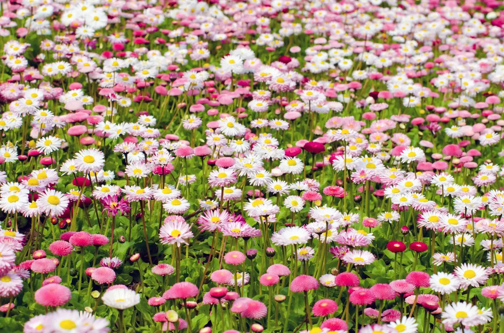 Rhodanthe — Free pink daisies background.