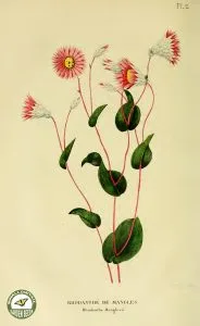 How to Grow Rhodanthe (Paper Daisy)