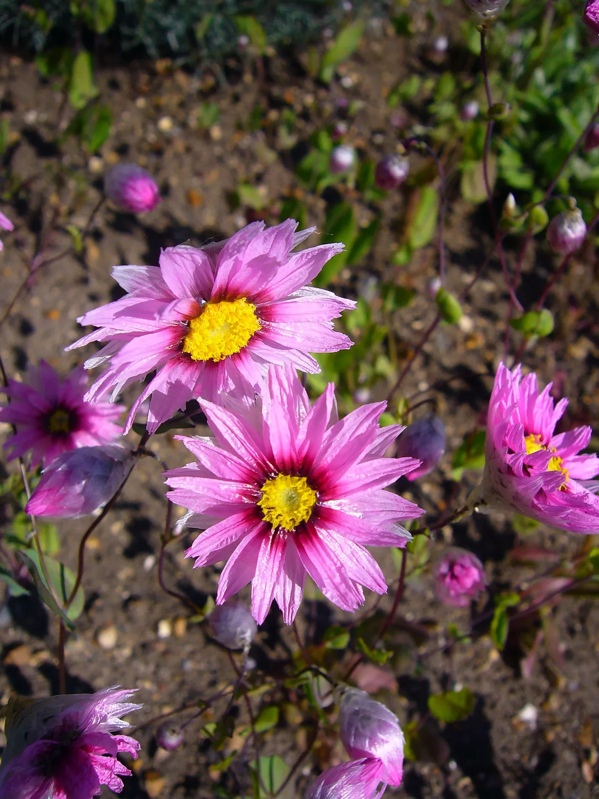 Rhodanthe manglesii 'timeless rose' 06 02.