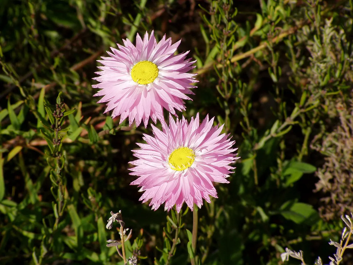 Rhodanthe chlorocephala rosea 01