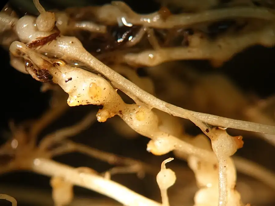 Close-up of root-knot nematode galls swelling along tomato roots.