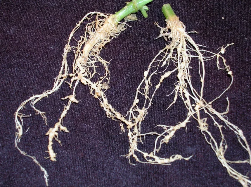 Two uprooted seedlings on dark cloth showing beaded root-knot nematode galls along their roots