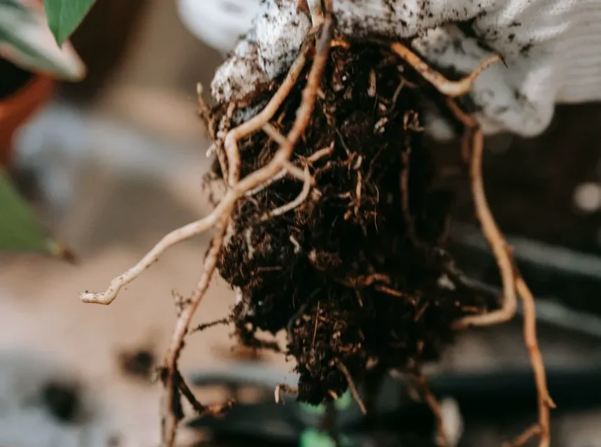 Root rot
