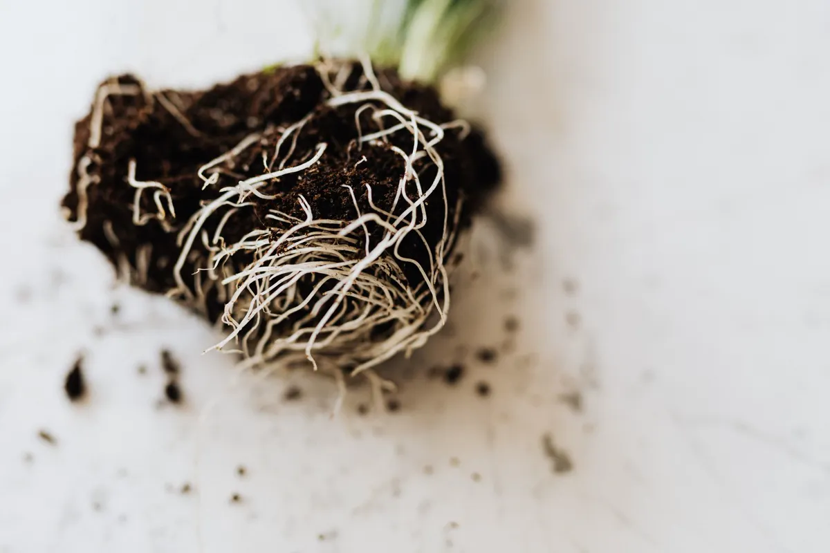 Root ball lifted out of its pot showing firm pale roots running through dark compost