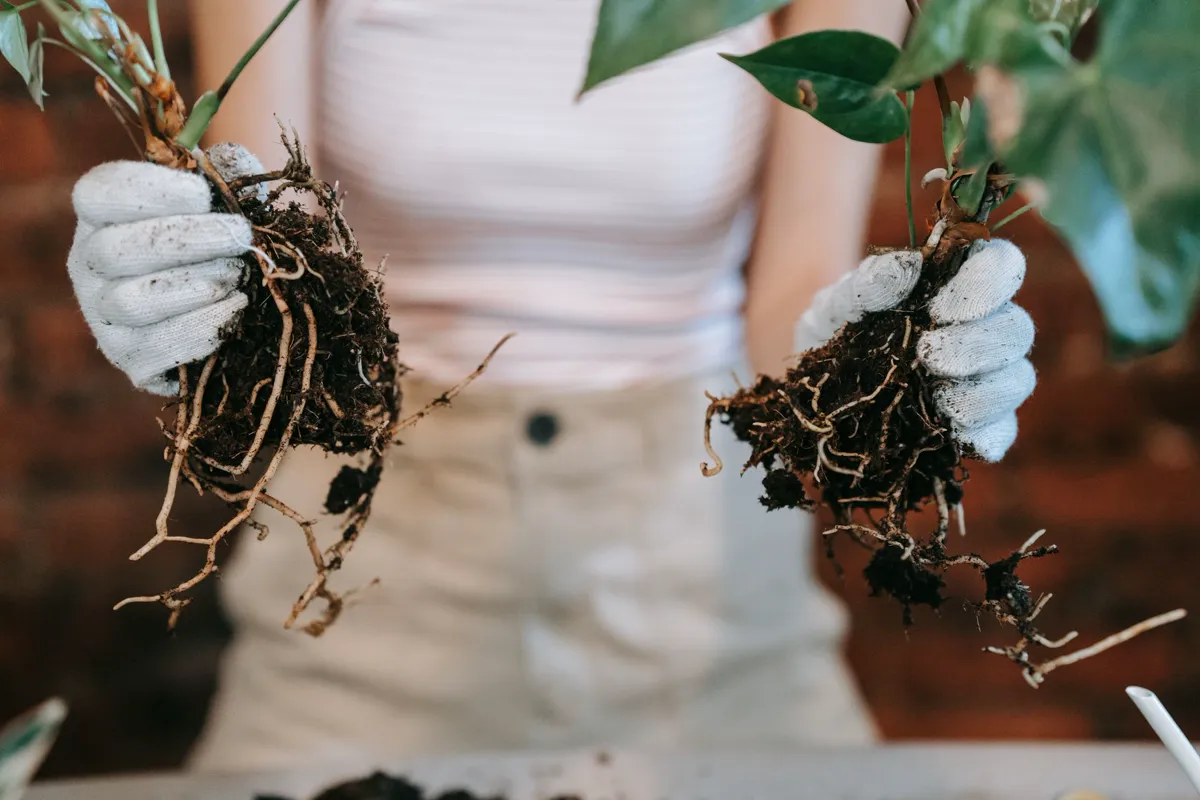 Gardener in gloves holding plants with visible roots for propagation.