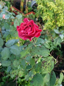 Rose Black Spot