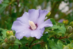 How to Grow Rose of Sharon